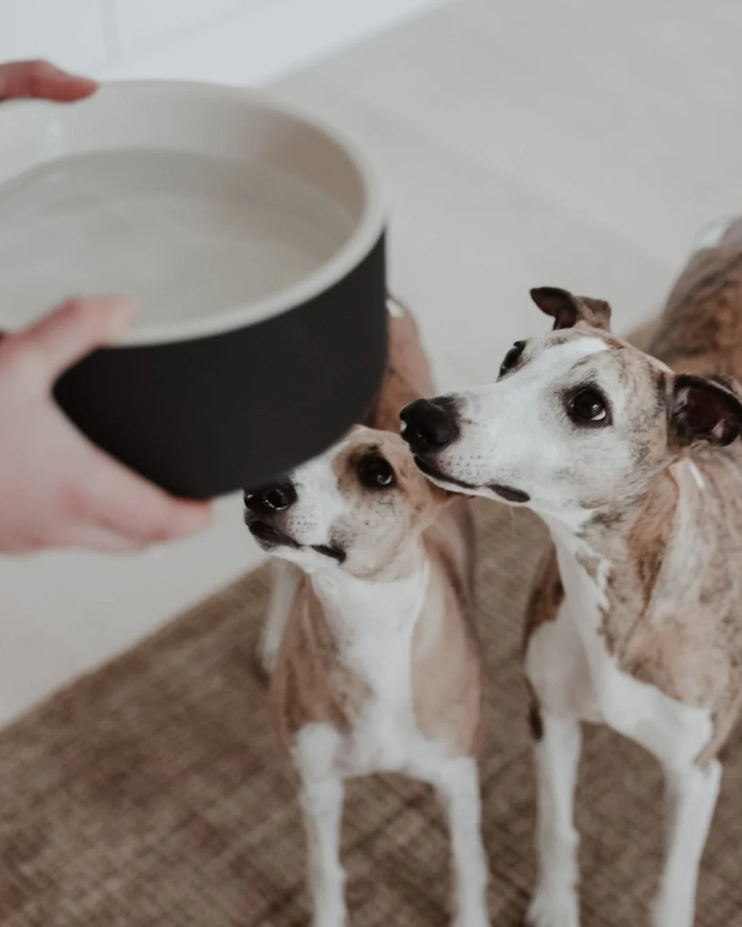 Hundenapf Kühlend Schwarz