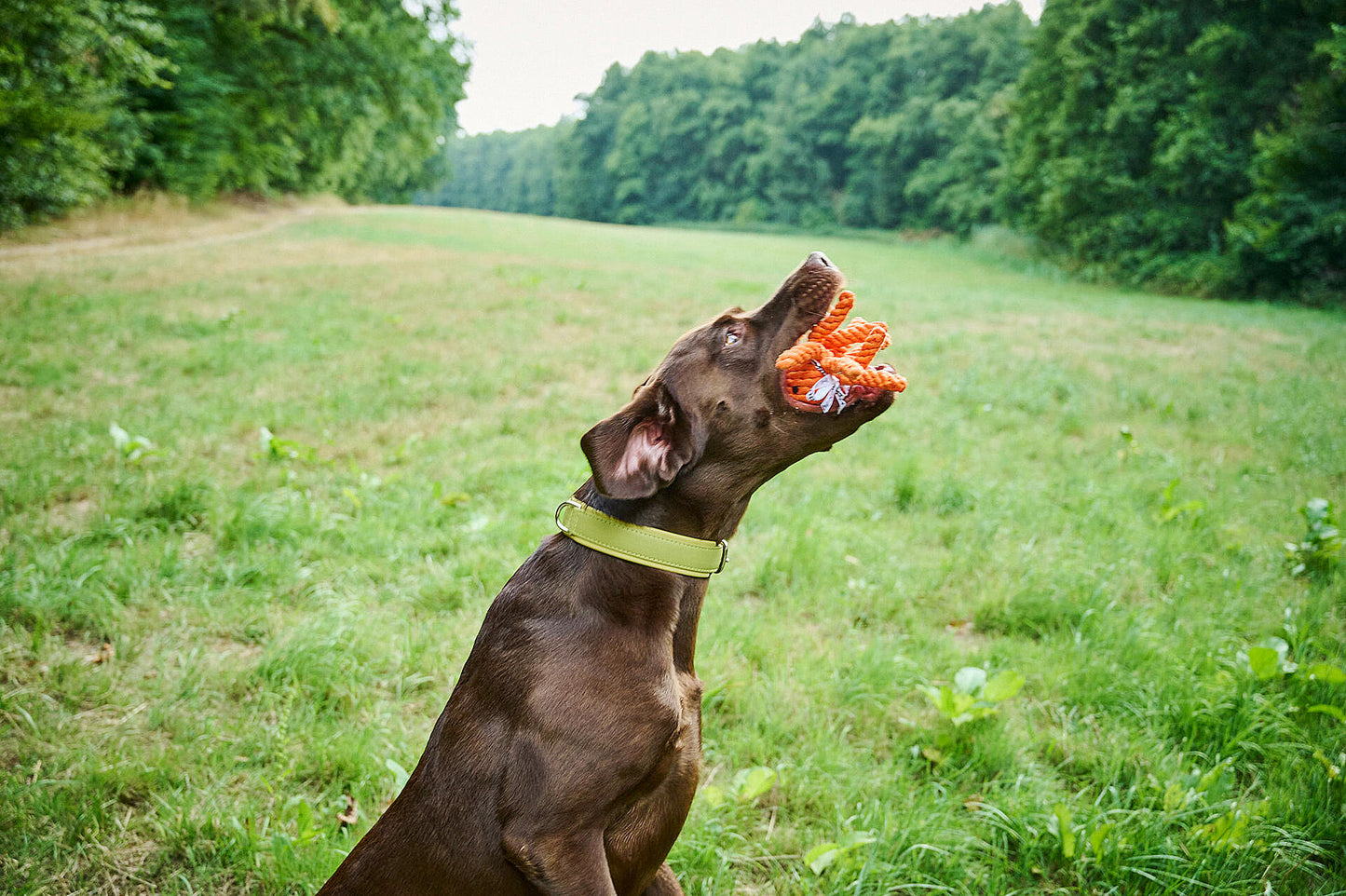 Hundespielzeug Thaddäus Tintenfisch