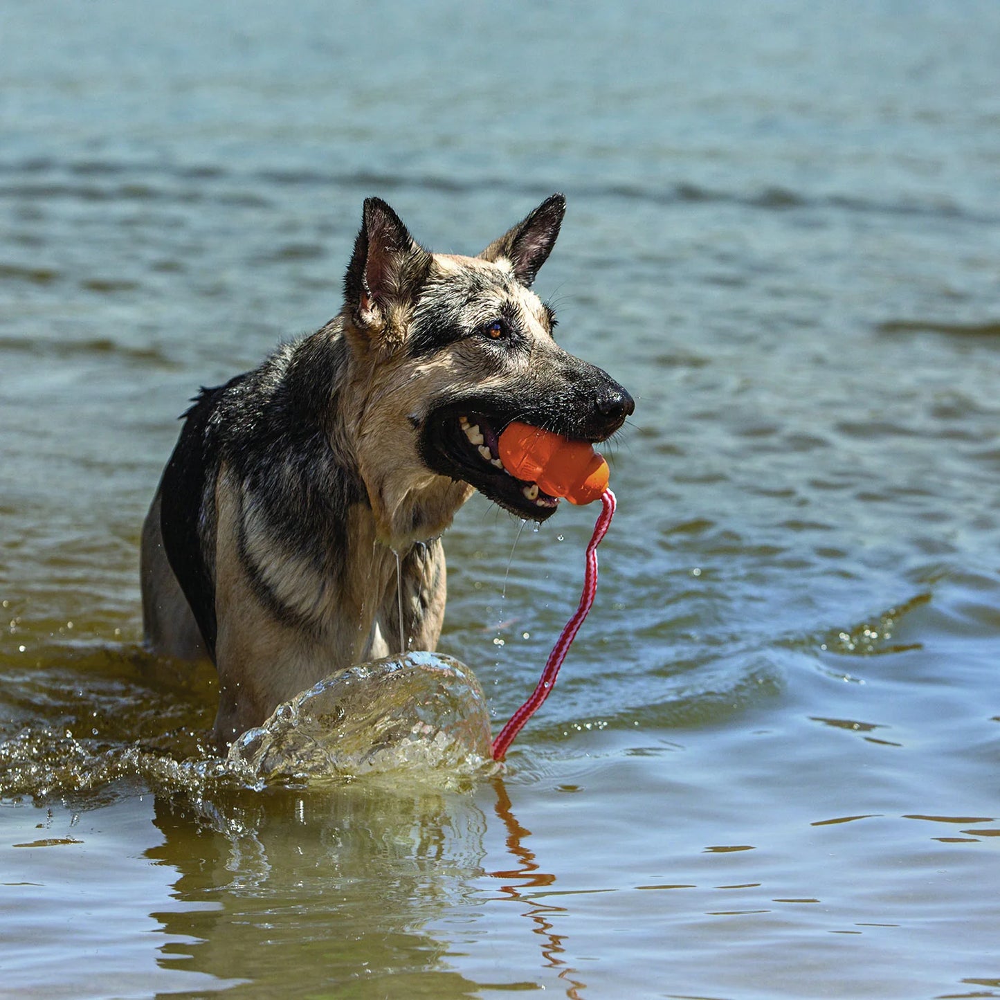 Hundespielzeug Aqua