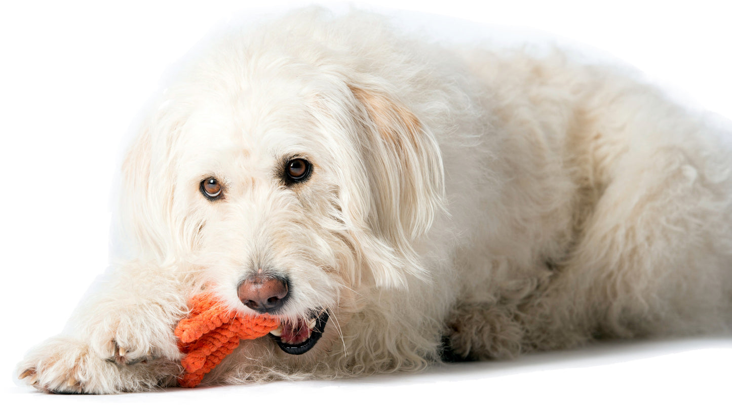 Hundespielzeug Thaddäus Tintenfisch