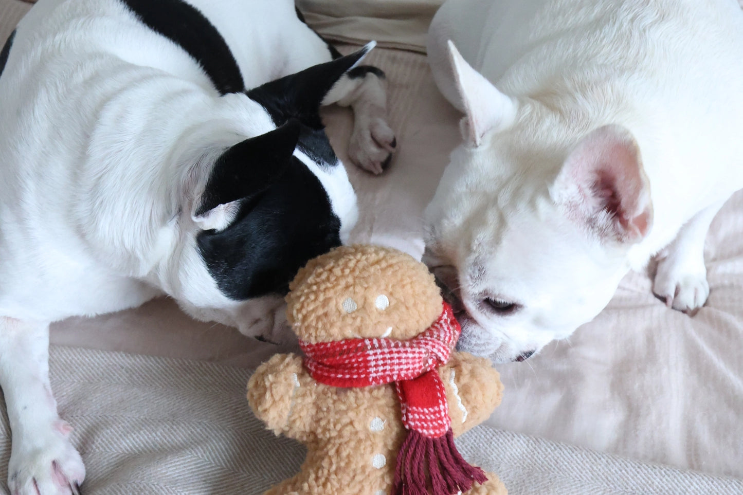 Hundespielzeug Mr. Gingerbread