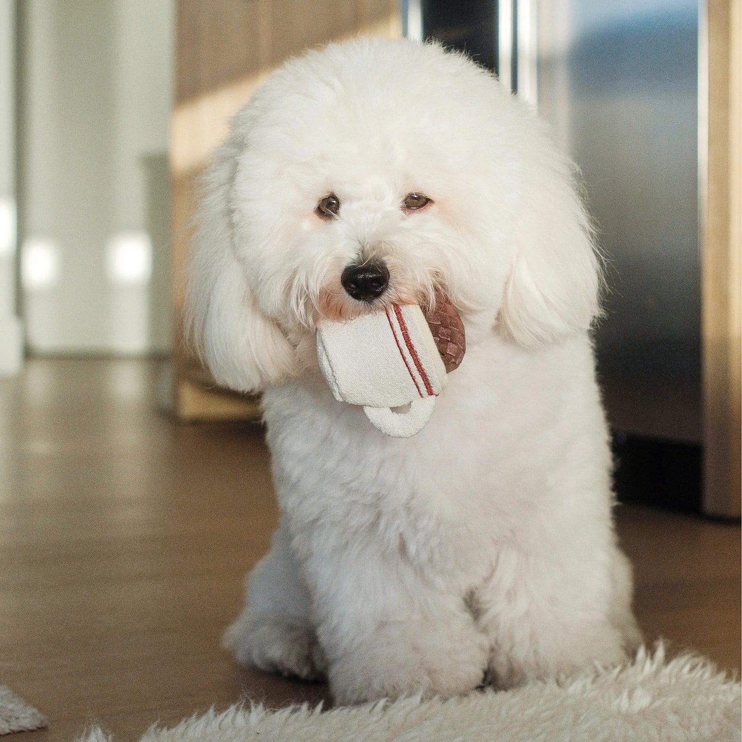 Hundespielzeug Expresso POP