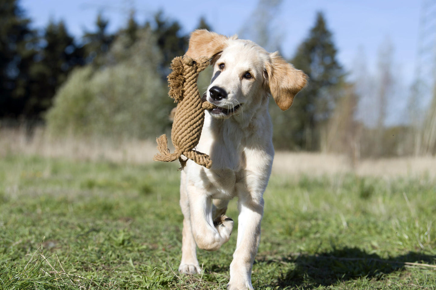 Hundespielzeug Franz Pferdinand