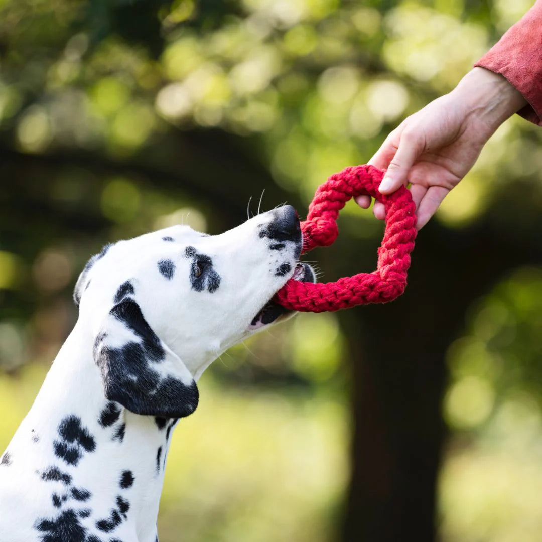 Hundespielzeug Hertha Heart