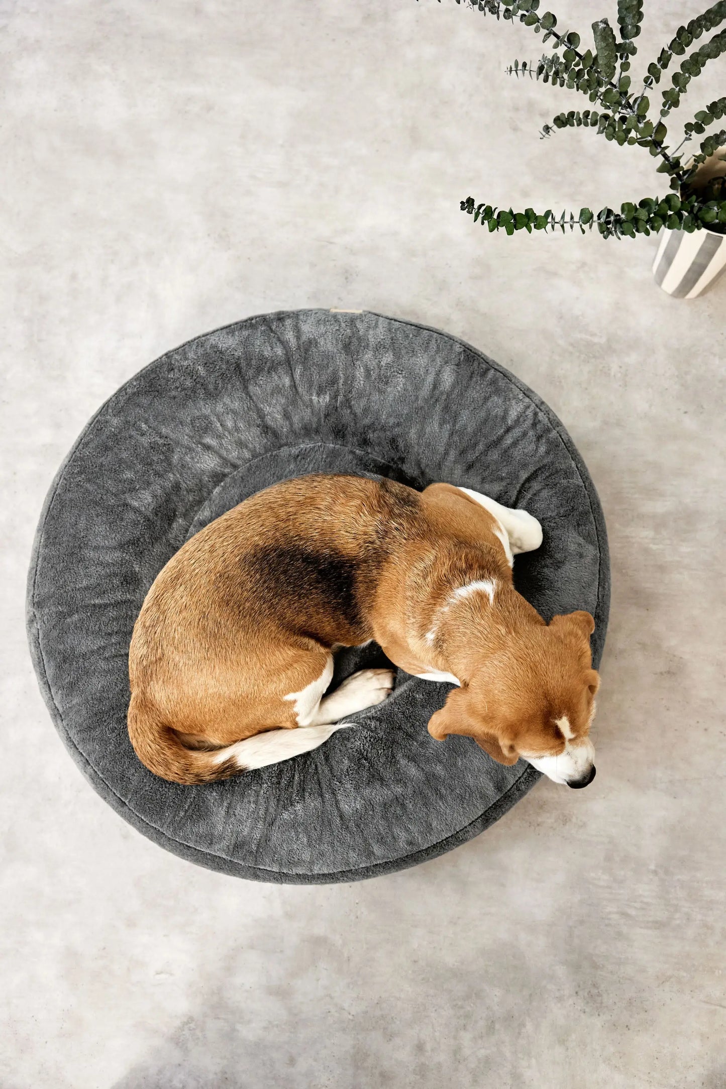 Hundebett Donut Fippa Anthrazit