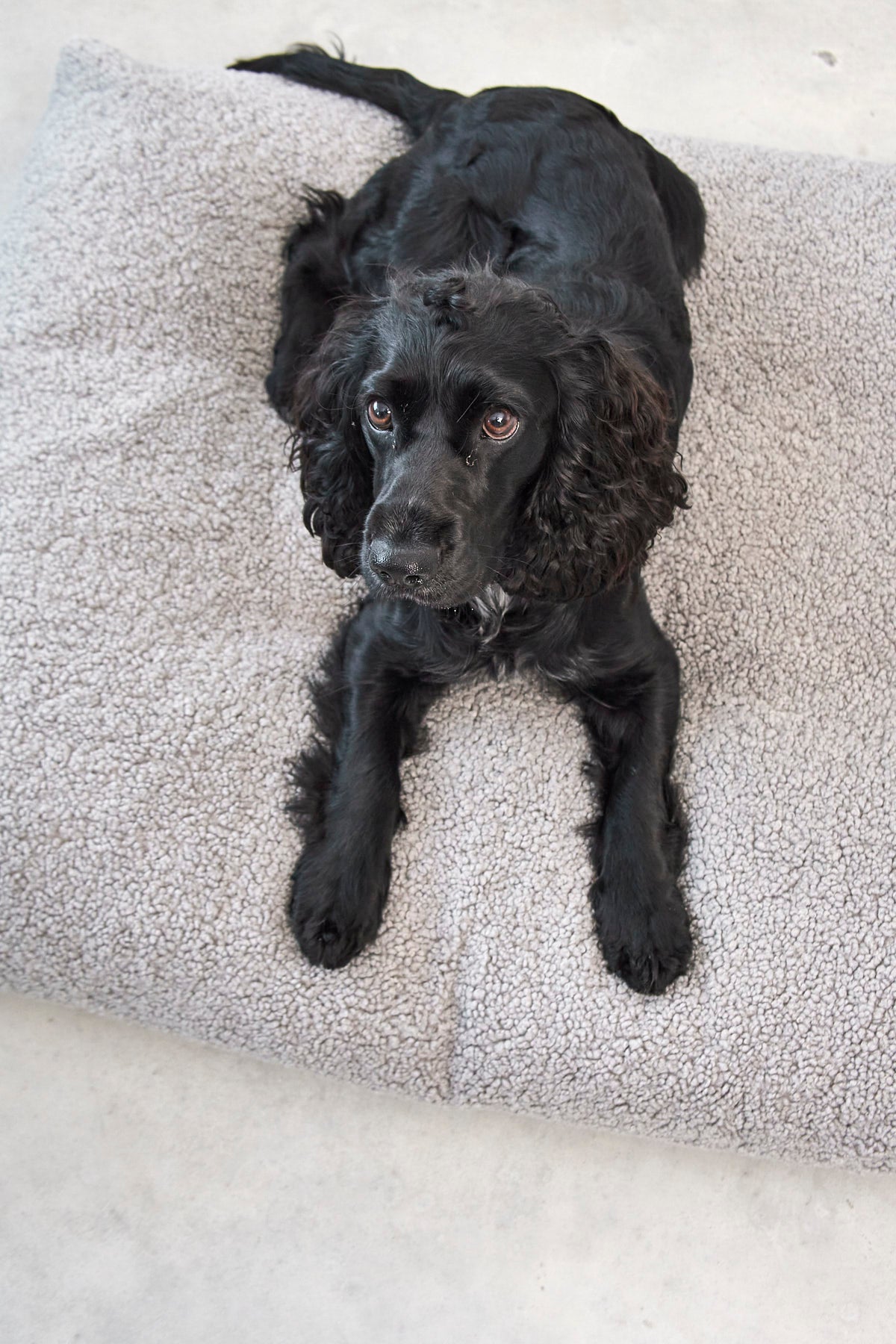 Hundekissen Senso Kiesel