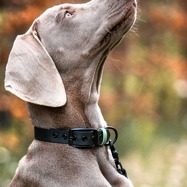 Hundehalsband Outdoor Sport Schwarz/Mint