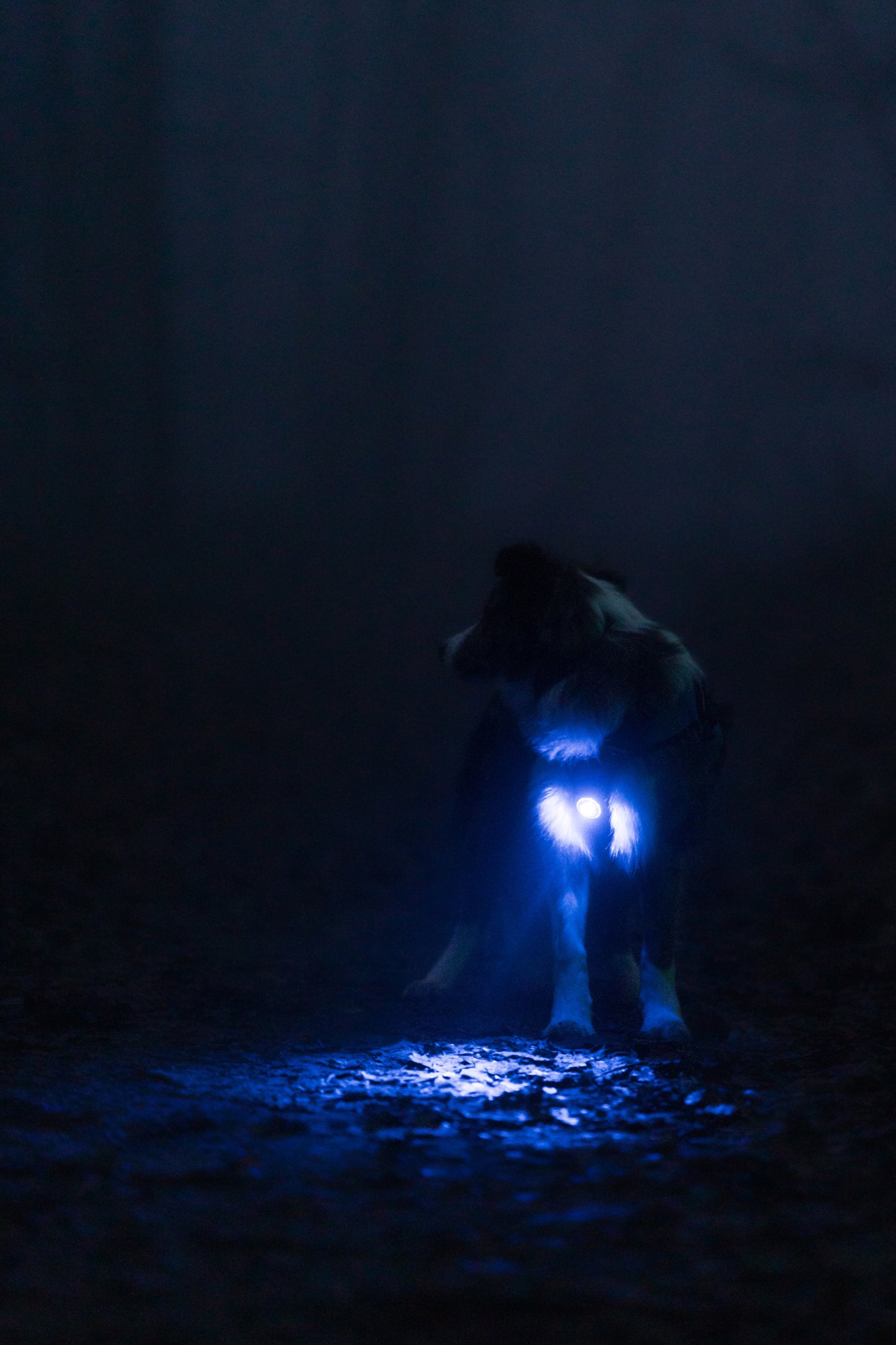 Sicherheitslicht Dog Dual Purple