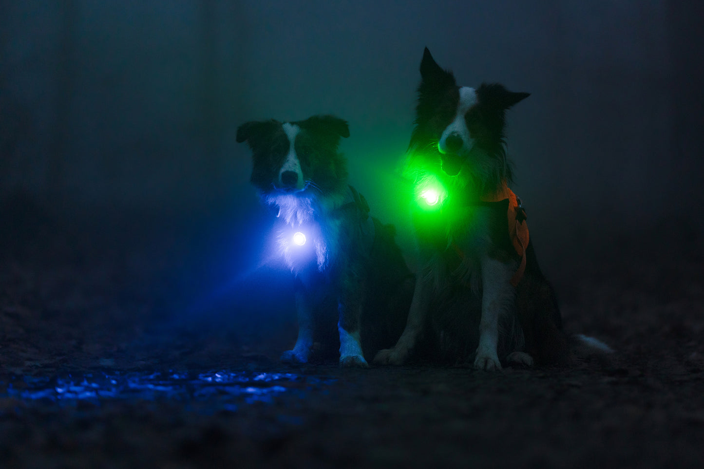 Sicherheitslicht Dog Dual Purple