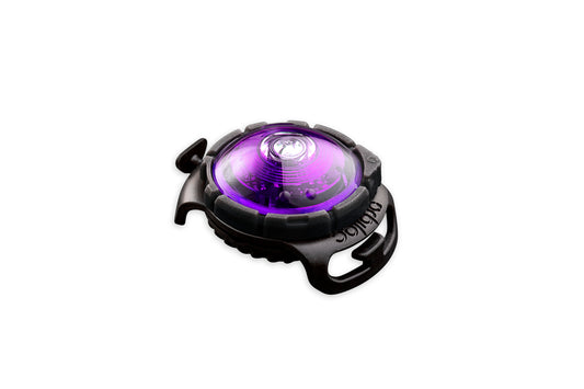 Sicherheitslicht Dog Dual Purple