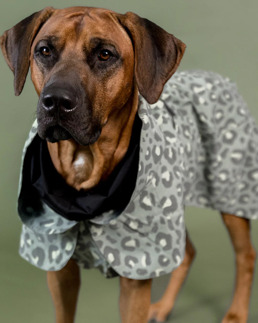 Regenmantel für Hunde Visibility Lite Grün Leo