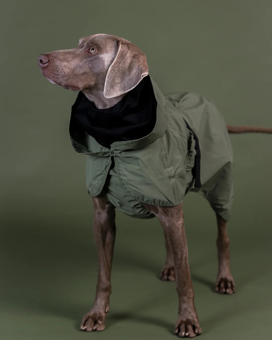 Regenmantel für Hunde Visibility Grün