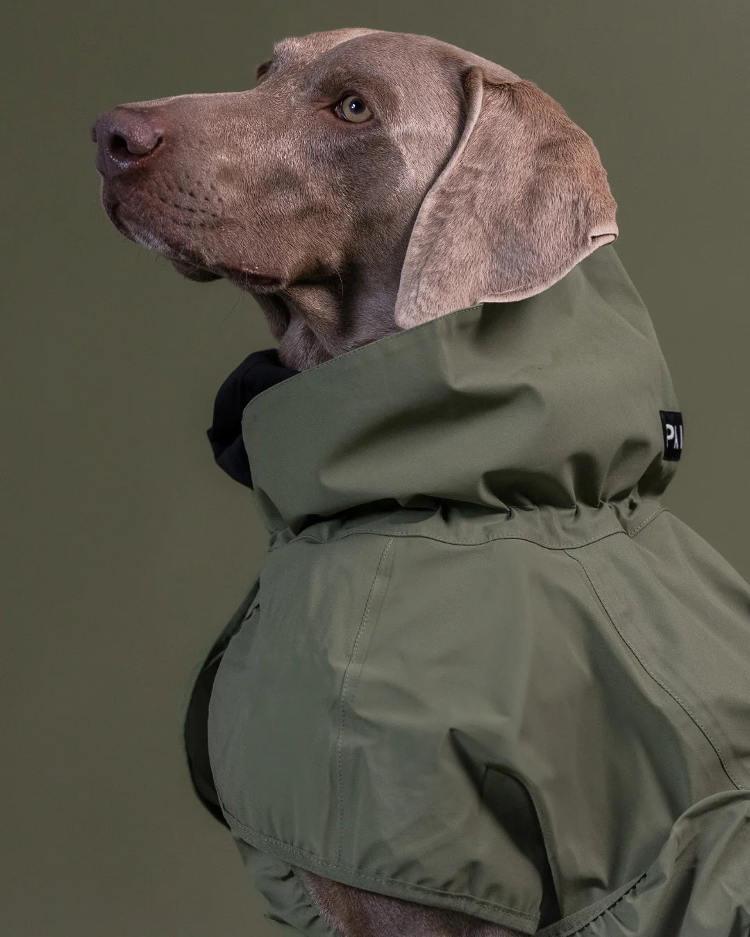 Regenmantel für Hunde Visibility Grün