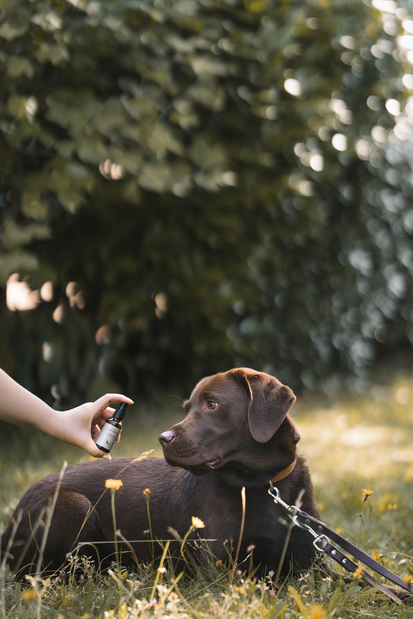 Silberspray für Hunde