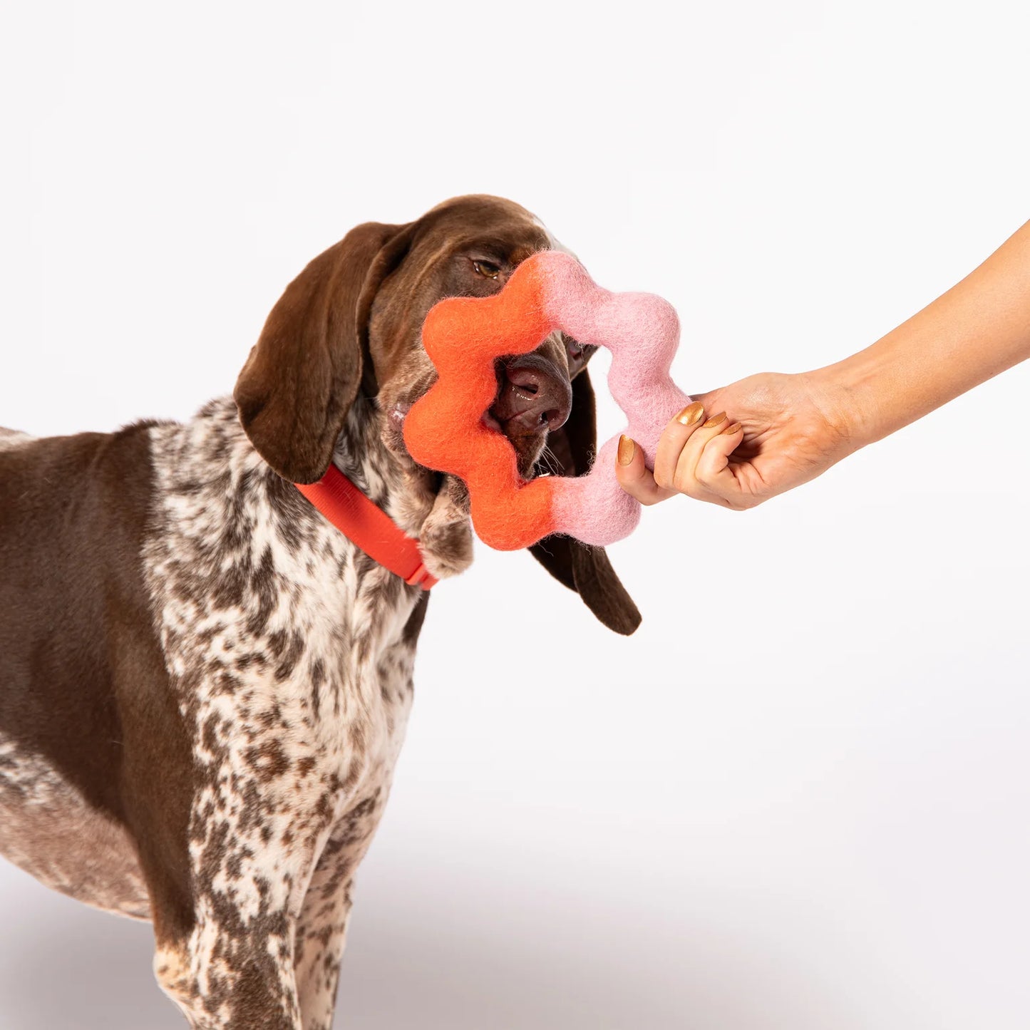 Filz Hundespielzeug Stern Blau/Gelb