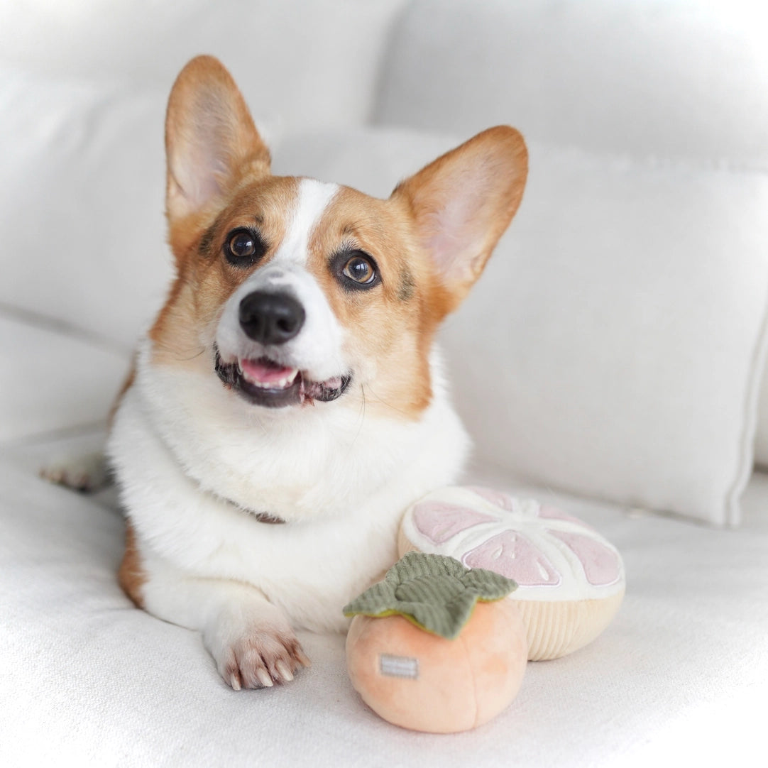 Hundespielzeug Grapefruit