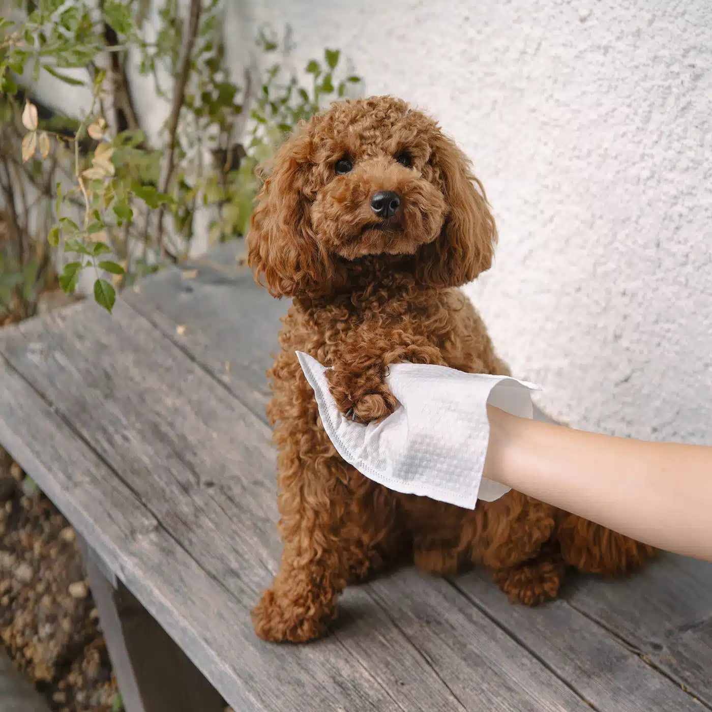 Waschhandschuhe Lavettes
