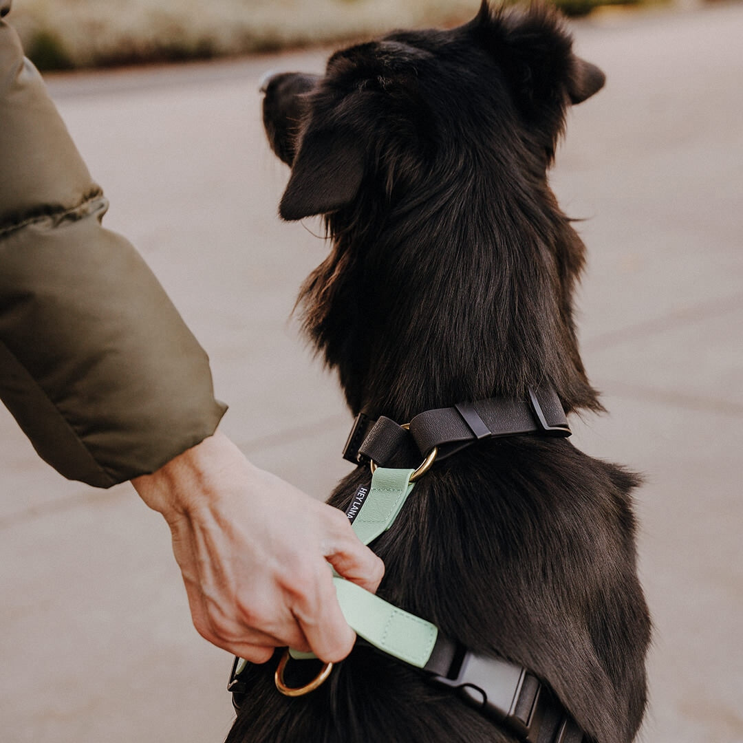 Hundegeschirr Outdoor Flex mit Haltegriff Schwarz/Mint