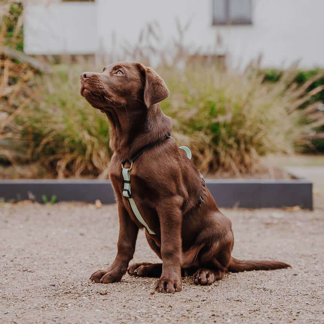 Hundegeschirr Outdoor Flex mit Haltegriff Schwarz/Mint