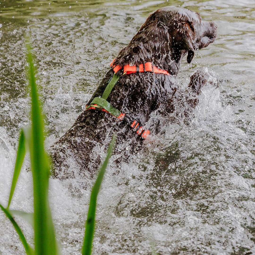 Hundegeschirr Outdoor Flex mit Haltegriff Orange/Grün