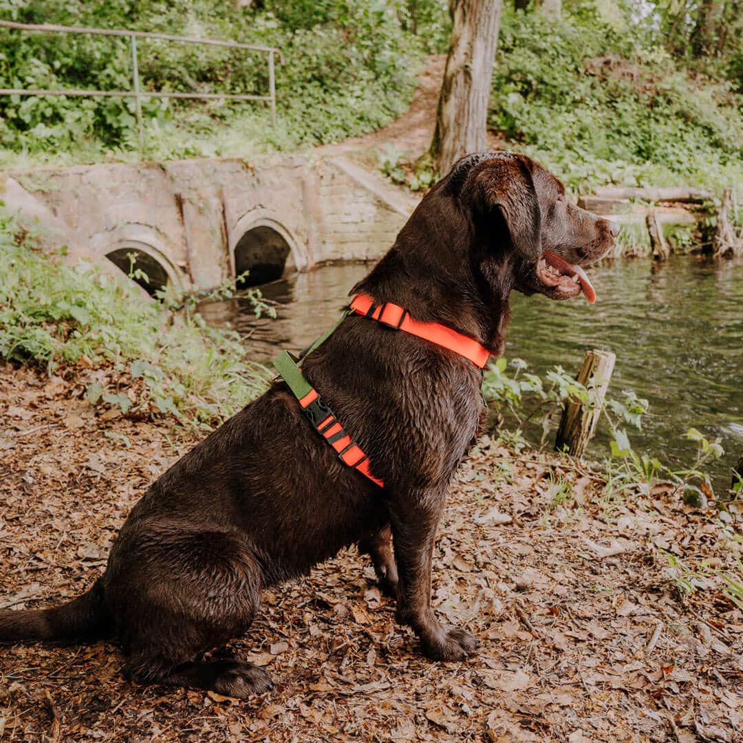 Hundegeschirr Outdoor Flex mit Haltegriff Orange/Grün