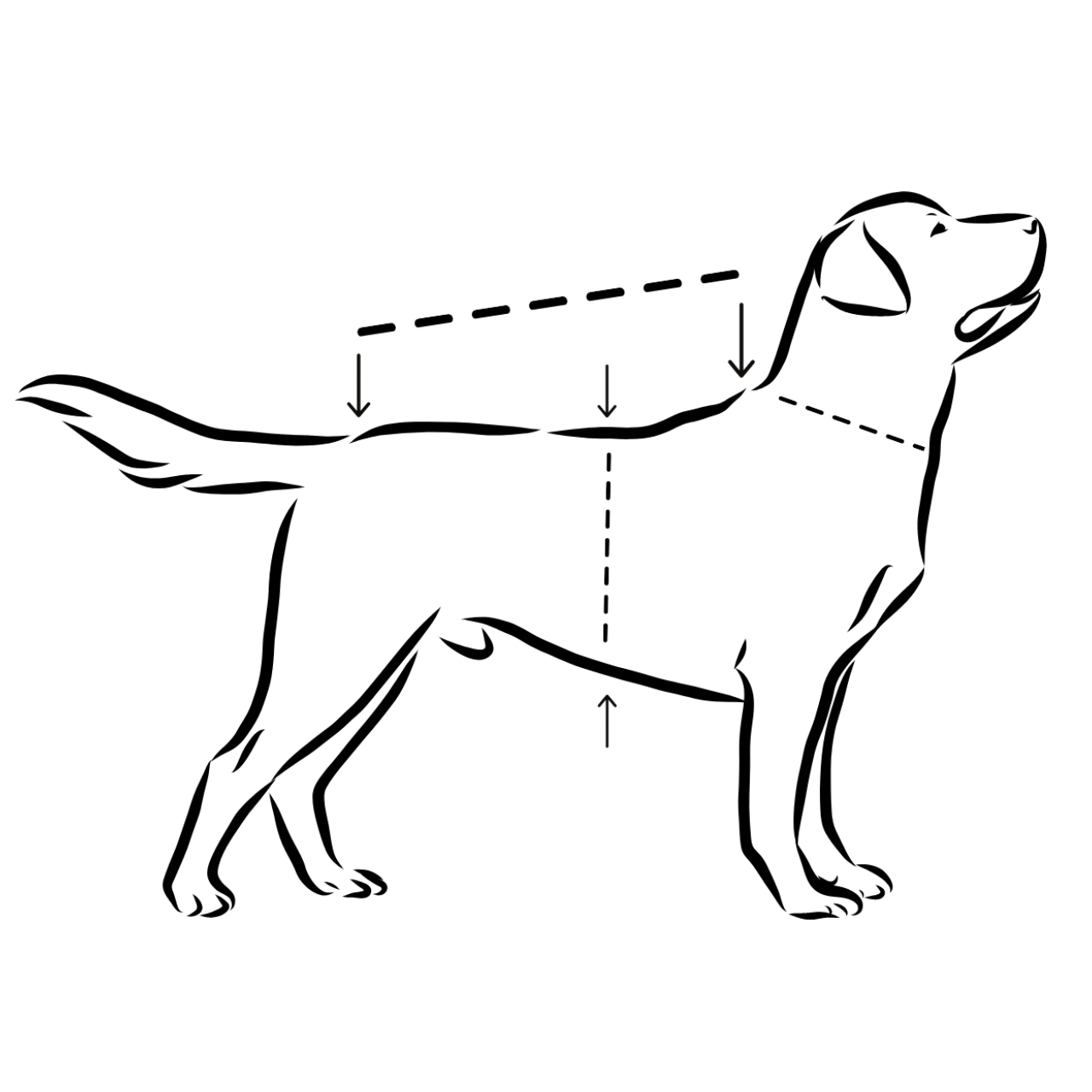 Regenmantel für Hunde Visibility Dark Schwarz