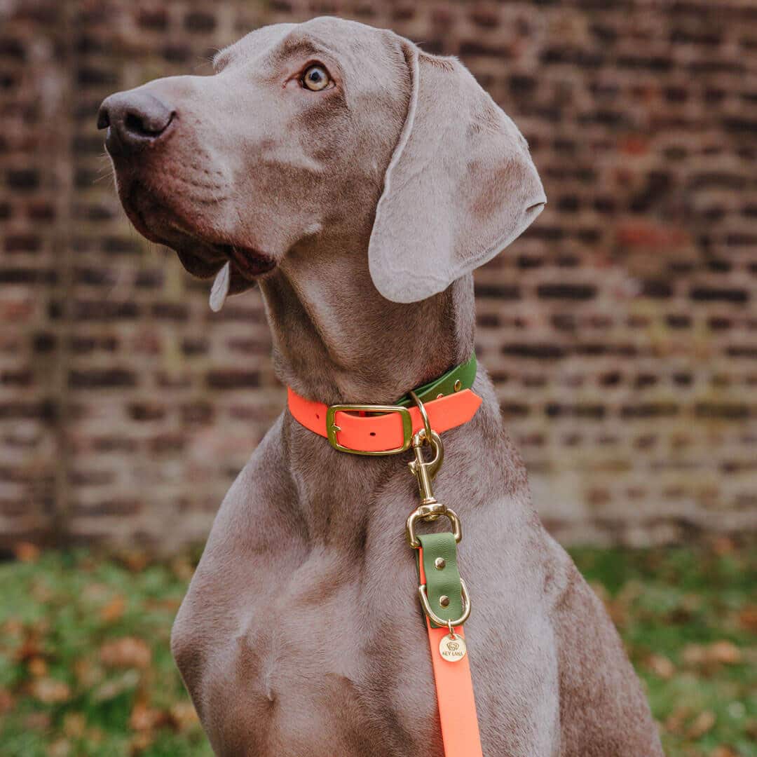Hundehalsband Outdoor Sport Orange/Grün