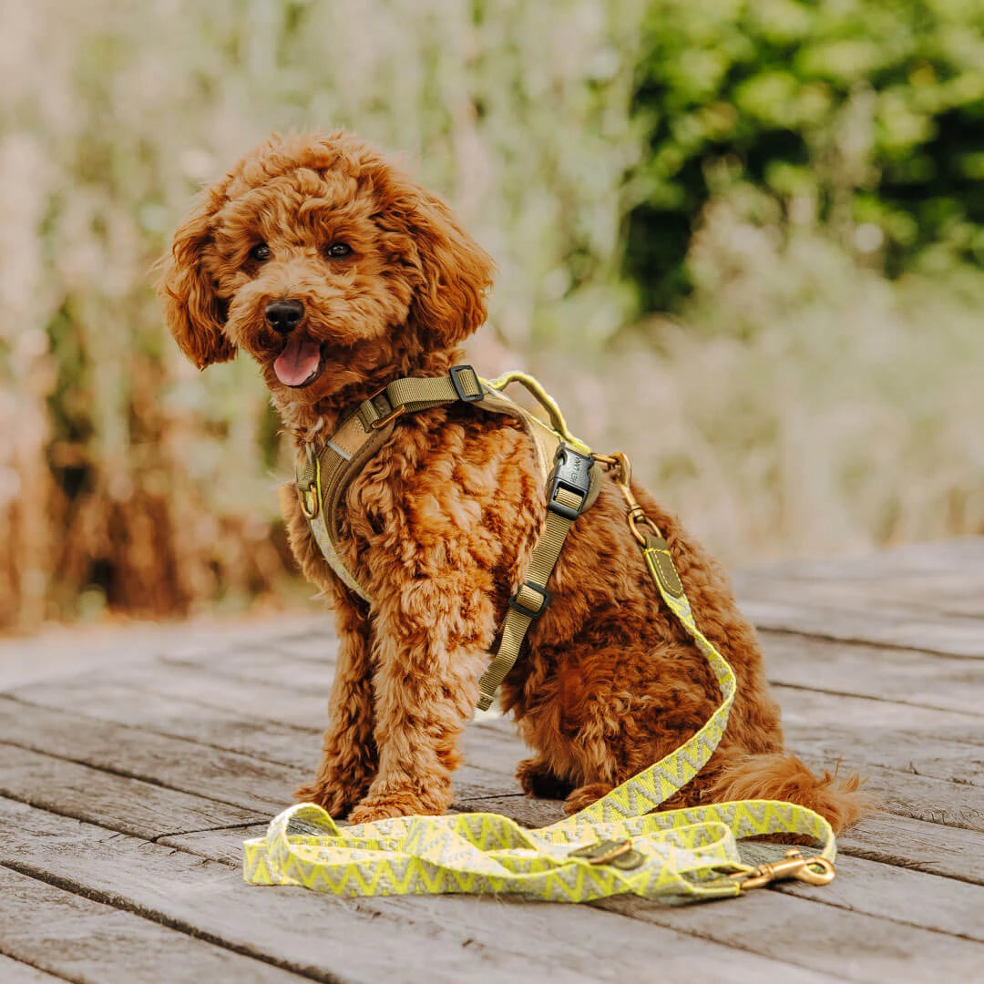 Hundegeschirr Gepolstert Olivegrün/Neongelb
