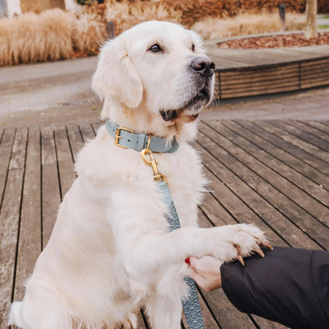 Hundehalsband Gepolstert Anthrazit/Eisblau