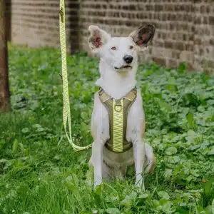 Hundegeschirr Gepolstert Olivegrün/Neongelb