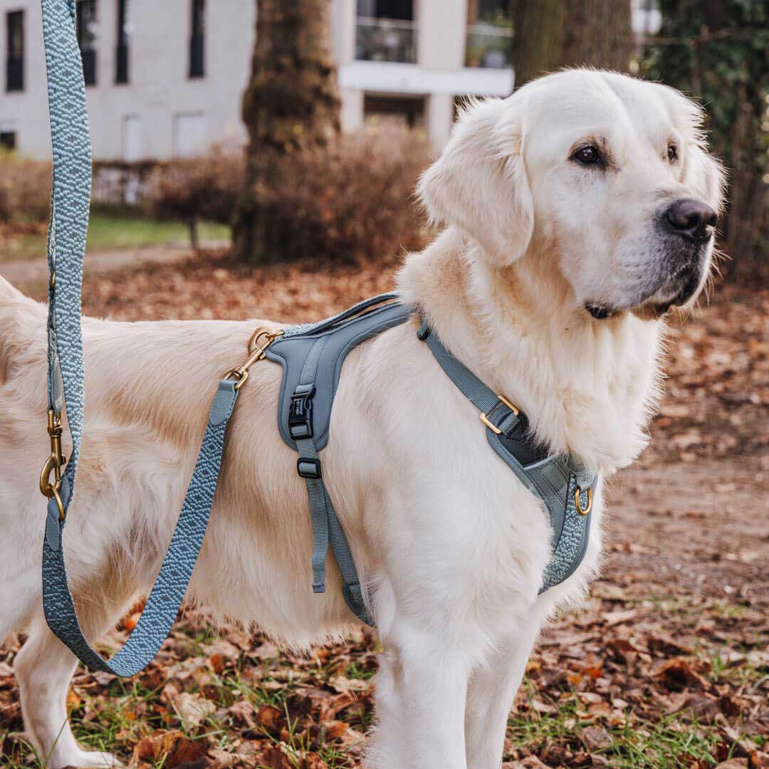 Hundegeschirr Gepolstert Anthrazit/Eisblau