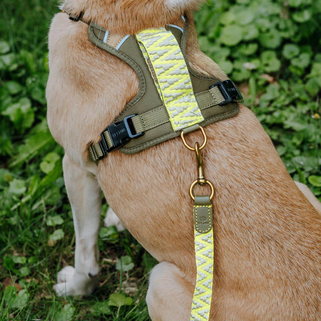 Hundegeschirr Gepolstert Olivegrün/Neongelb
