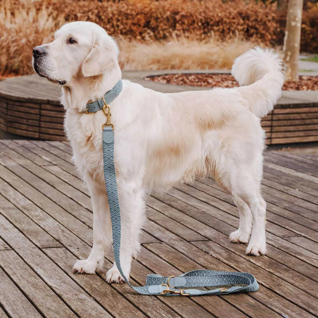Hundehalsband Gepolstert Anthrazit/Eisblau