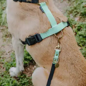 Hundegeschirr Outdoor Flex mit Haltegriff Schwarz/Mint