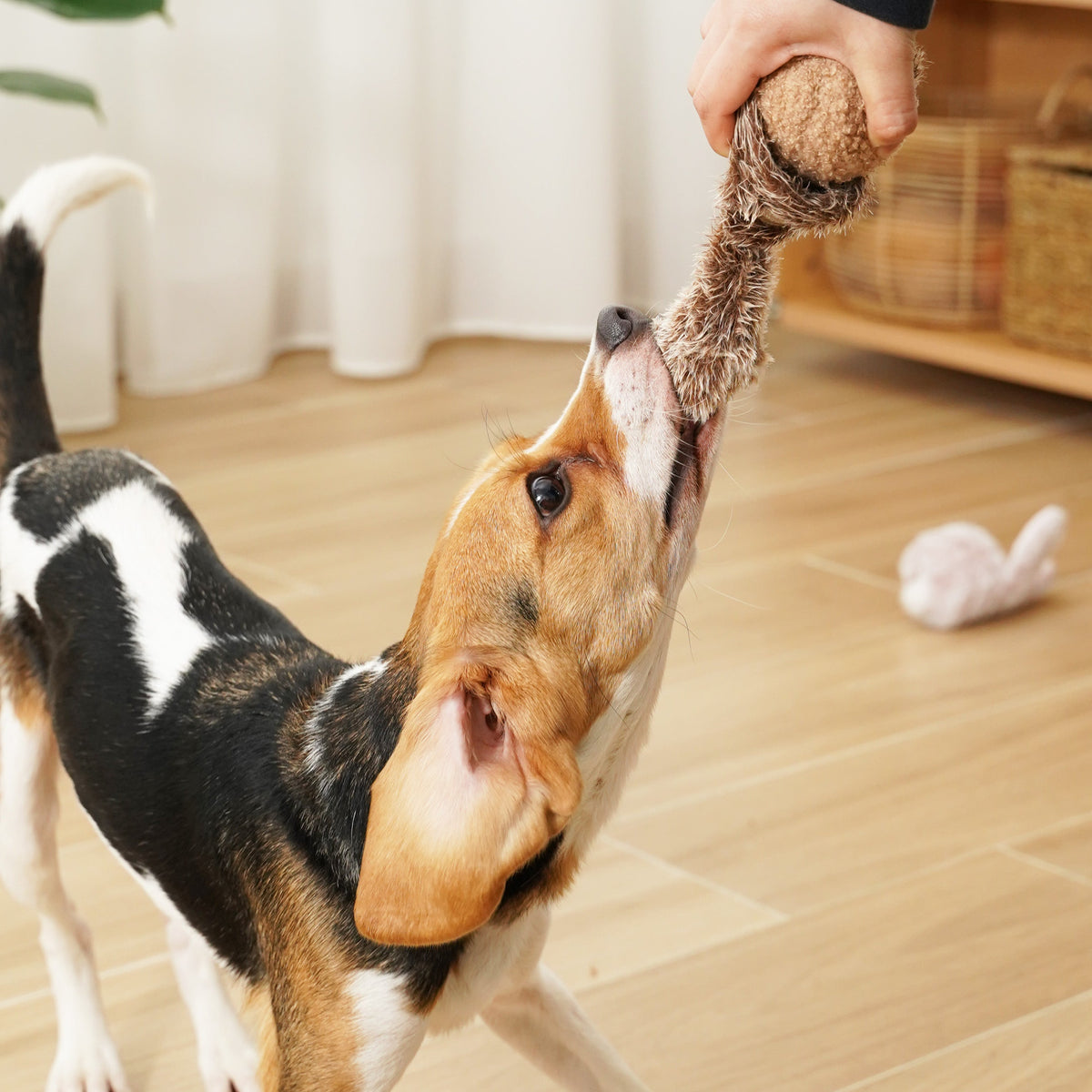 LAMBWOLF Squirrel Pop beim Hundespiel