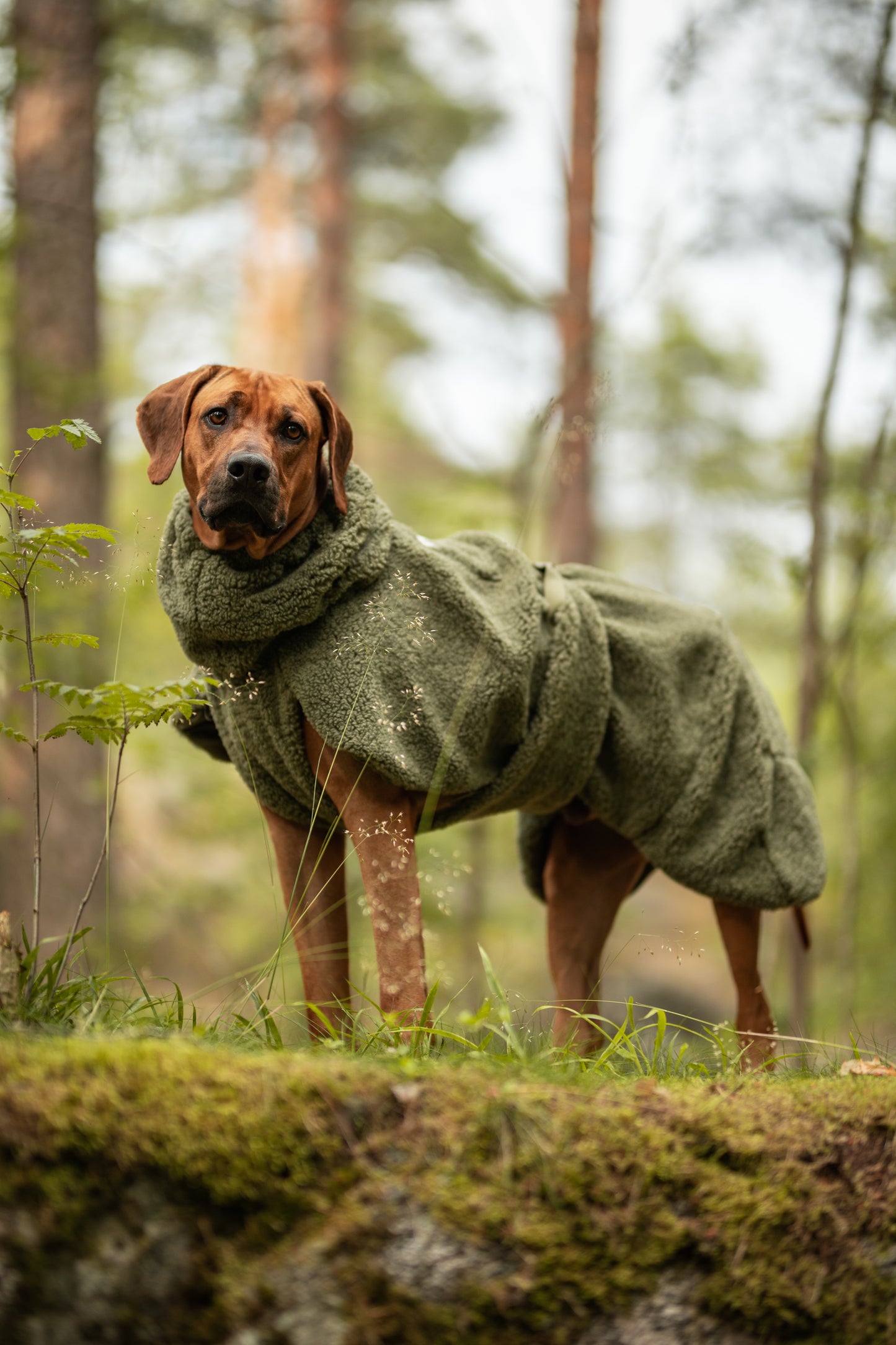Hundewintermantel Sherpa Olive