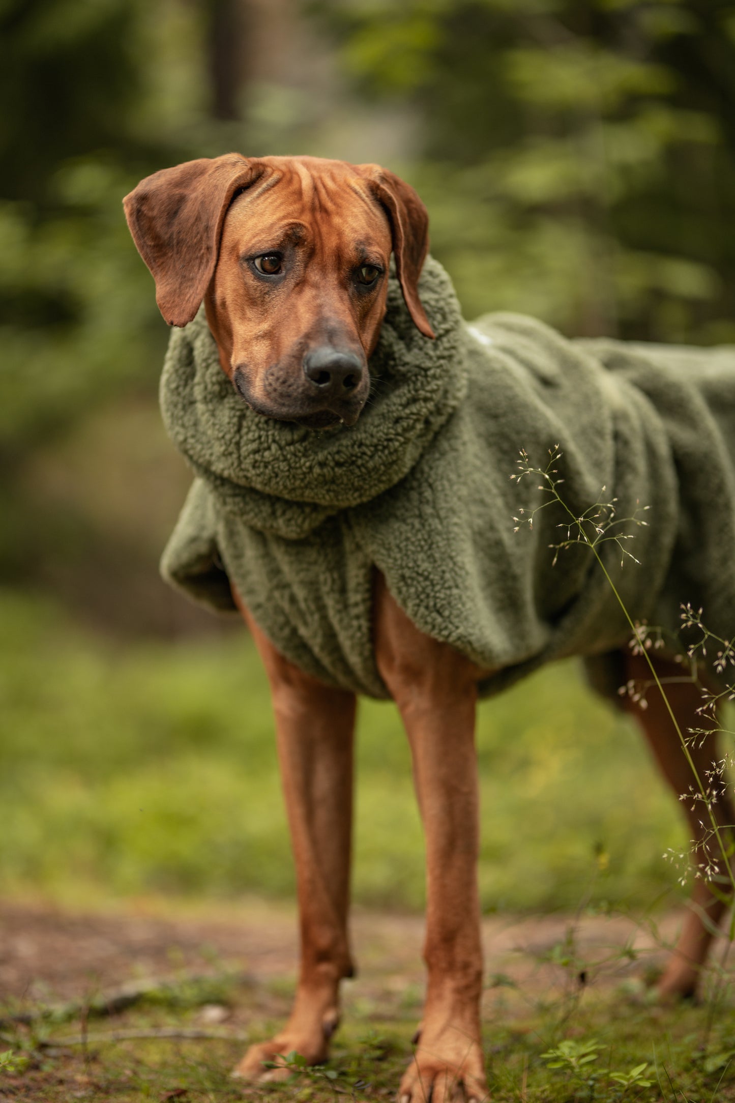 Hundewintermantel Sherpa Olive