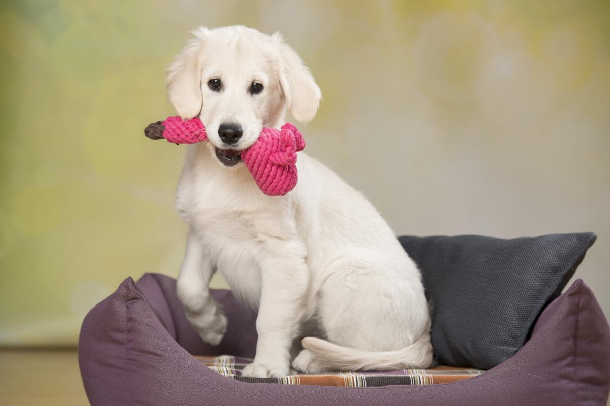 Hundespielzeug Franzi Flamingo