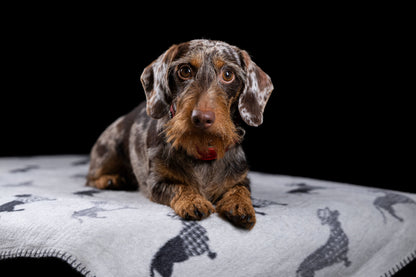 Hundedecke Teckel