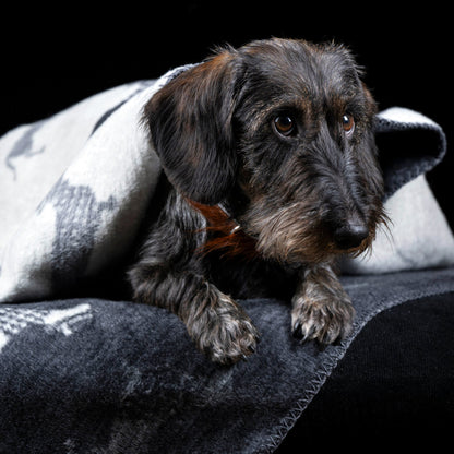 Hundedecke Teckel