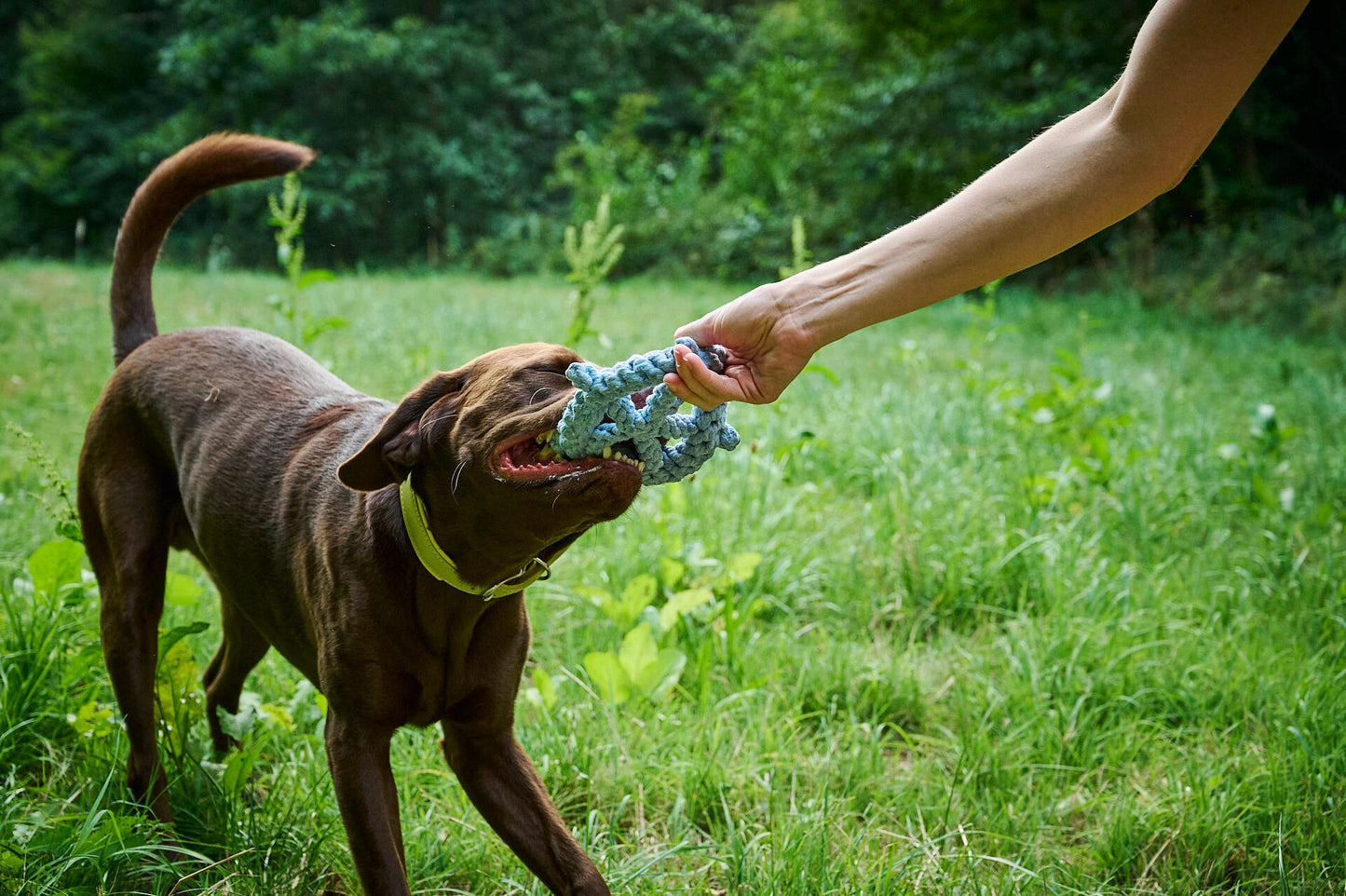 Hundespielzeug Skipper
