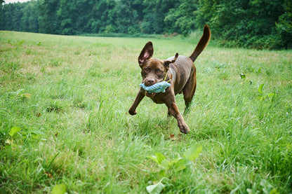 Hundespielzeug Skipper