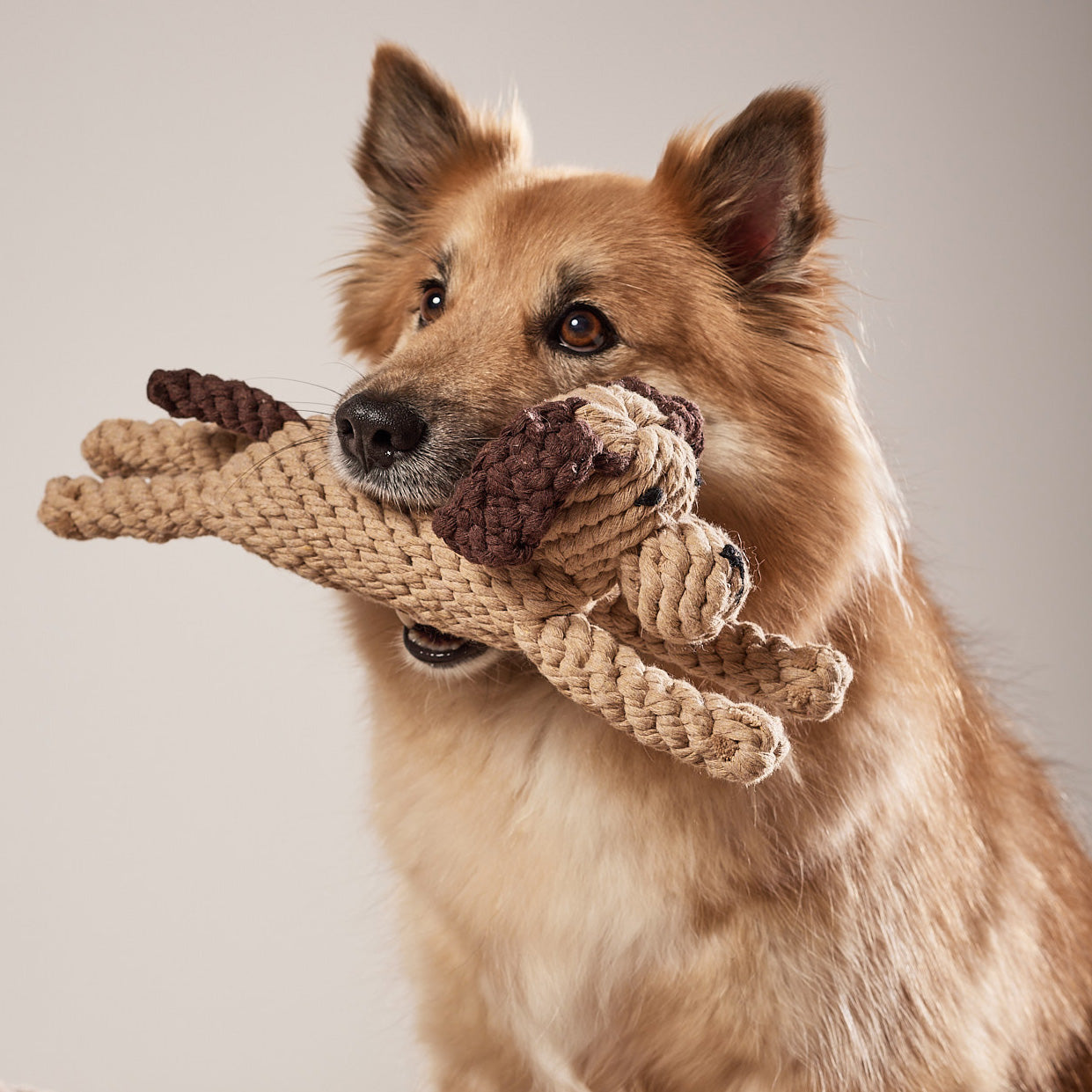 Hundespielzeug Doggy Dog