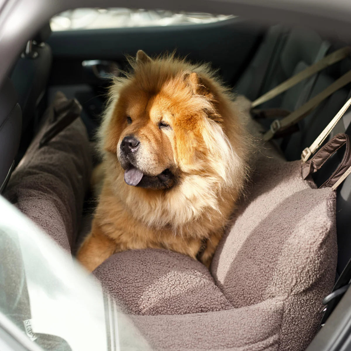 Hundeautositz Clara XXL Teddy Limited Edition