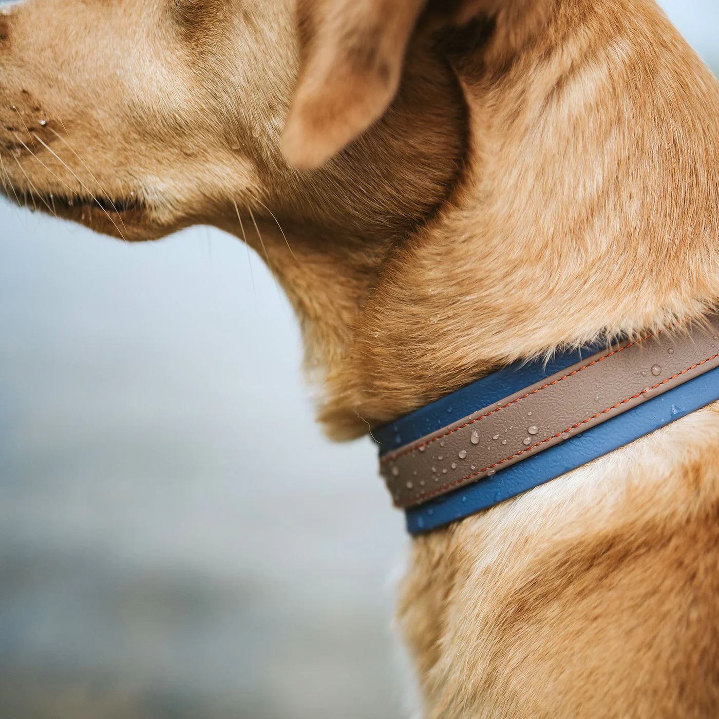 Halsband Havanna Petrol/Rauchblau