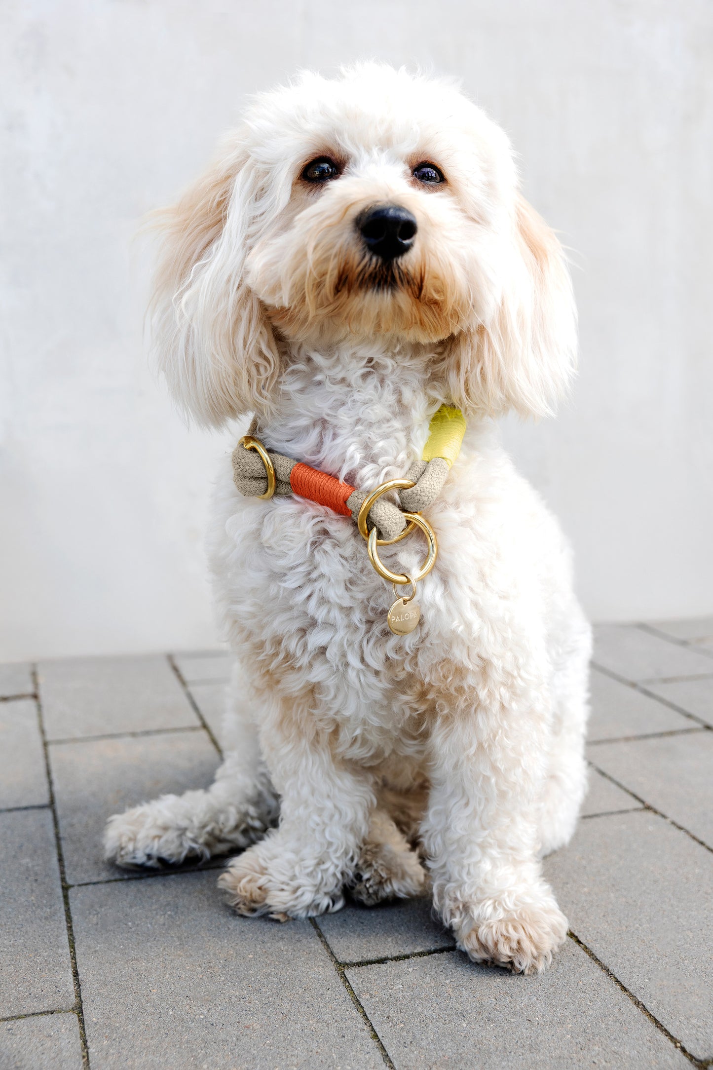 Hundehalsband Slim Mila Natur Neon Orange