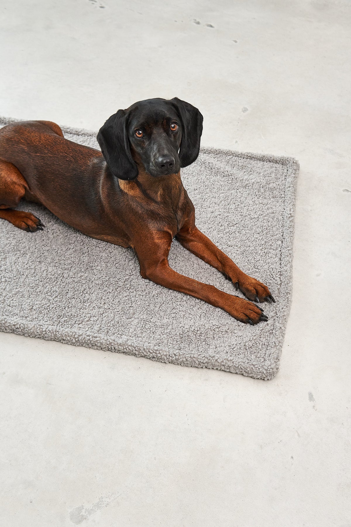 MIACARA Hundedecke Senso Schokolade – weiche Decke auf dem Hundeplatz