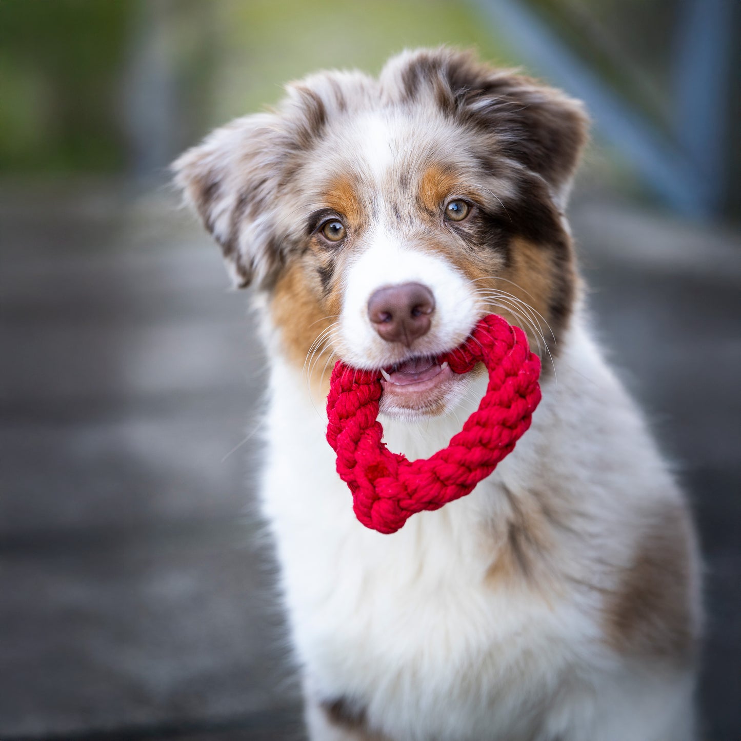 Hundespielzeug Hertha Heart