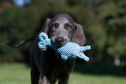Hundespielzeug Didi Delfin