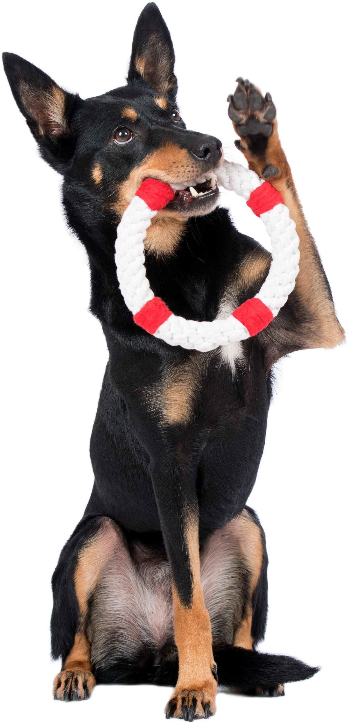 Hundespielzeug Rita